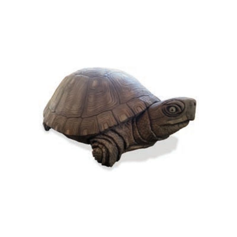 Box Turtle
