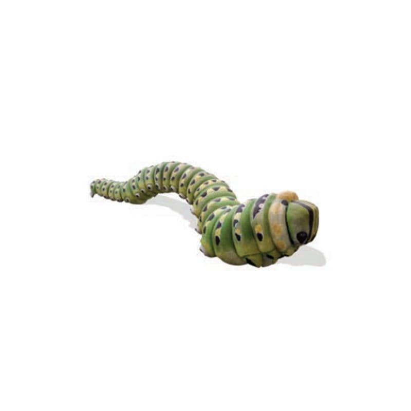 Caterpillar Papilio
