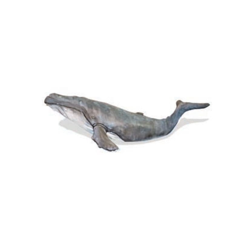 Humpback Whale