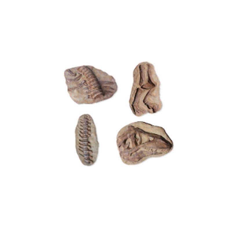 Dig Bones (Set of 4)